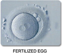 Fertilized Egg 2PN Zygote