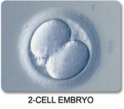 2-Cell Stage Embryo