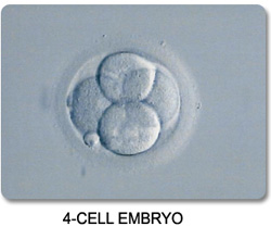 4-Cell Stage Embryo