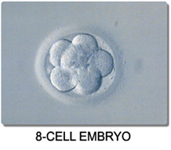 8-Cell Stage Embryo