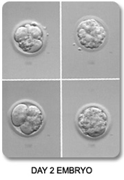 Severe Early Cleavage Fragmentation
