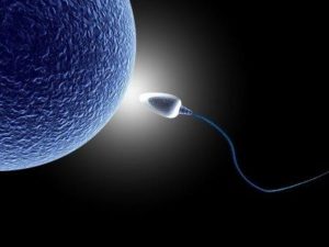 Cap-Score Sperm Function Test